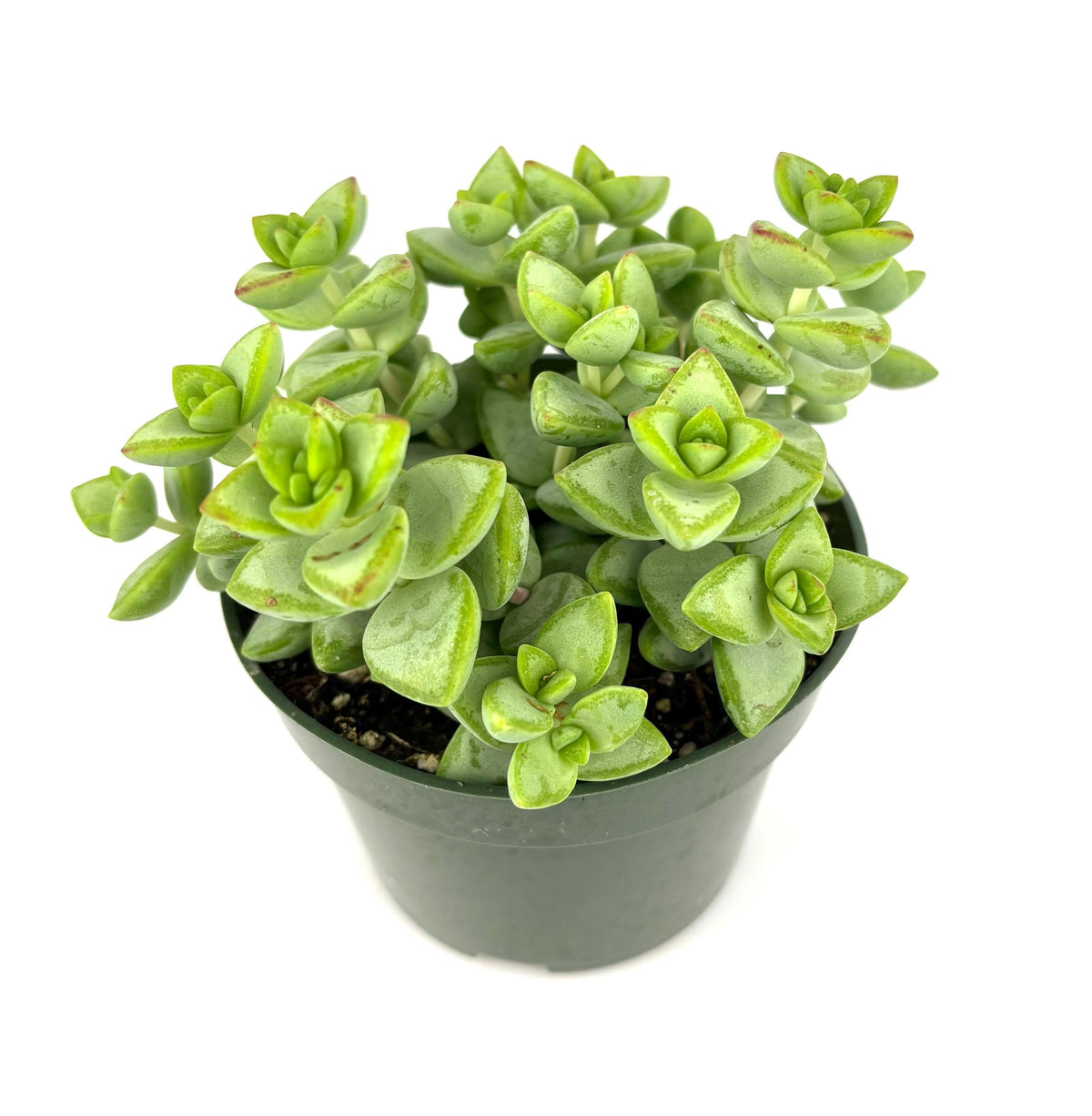 rosary vine succulent green stacked leaves in pot on white background