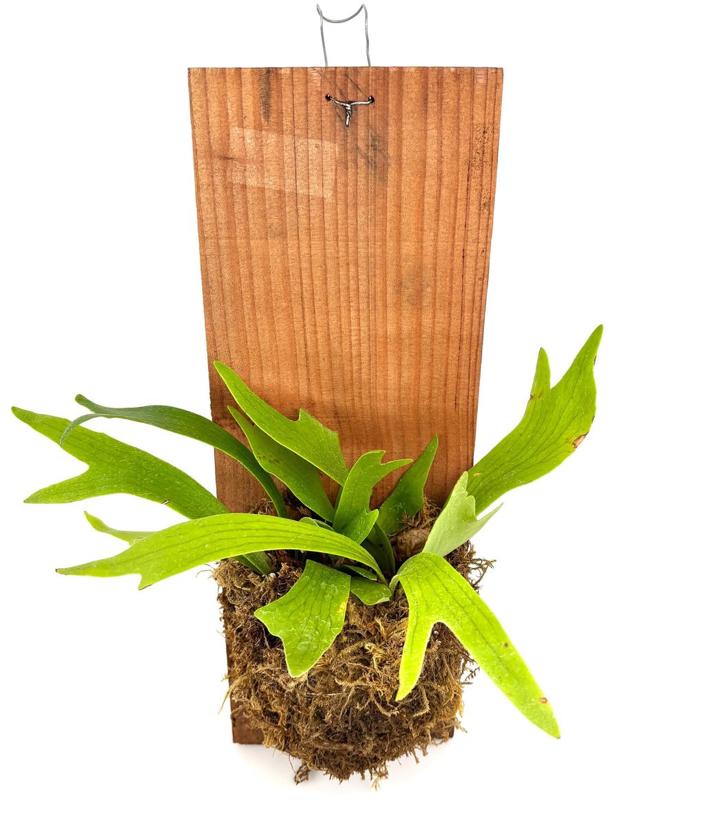 Mounted Staghorn Fern, 6 x 16-Inch Wood Plank