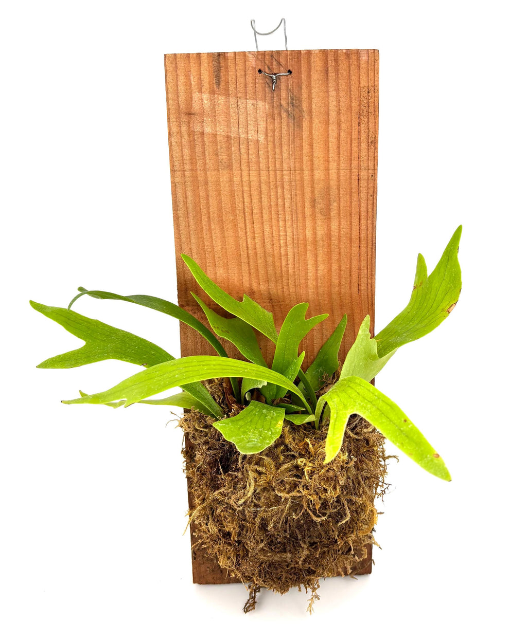 Mounted Staghorn Fern, 6 x 16-Inch Wood Plank