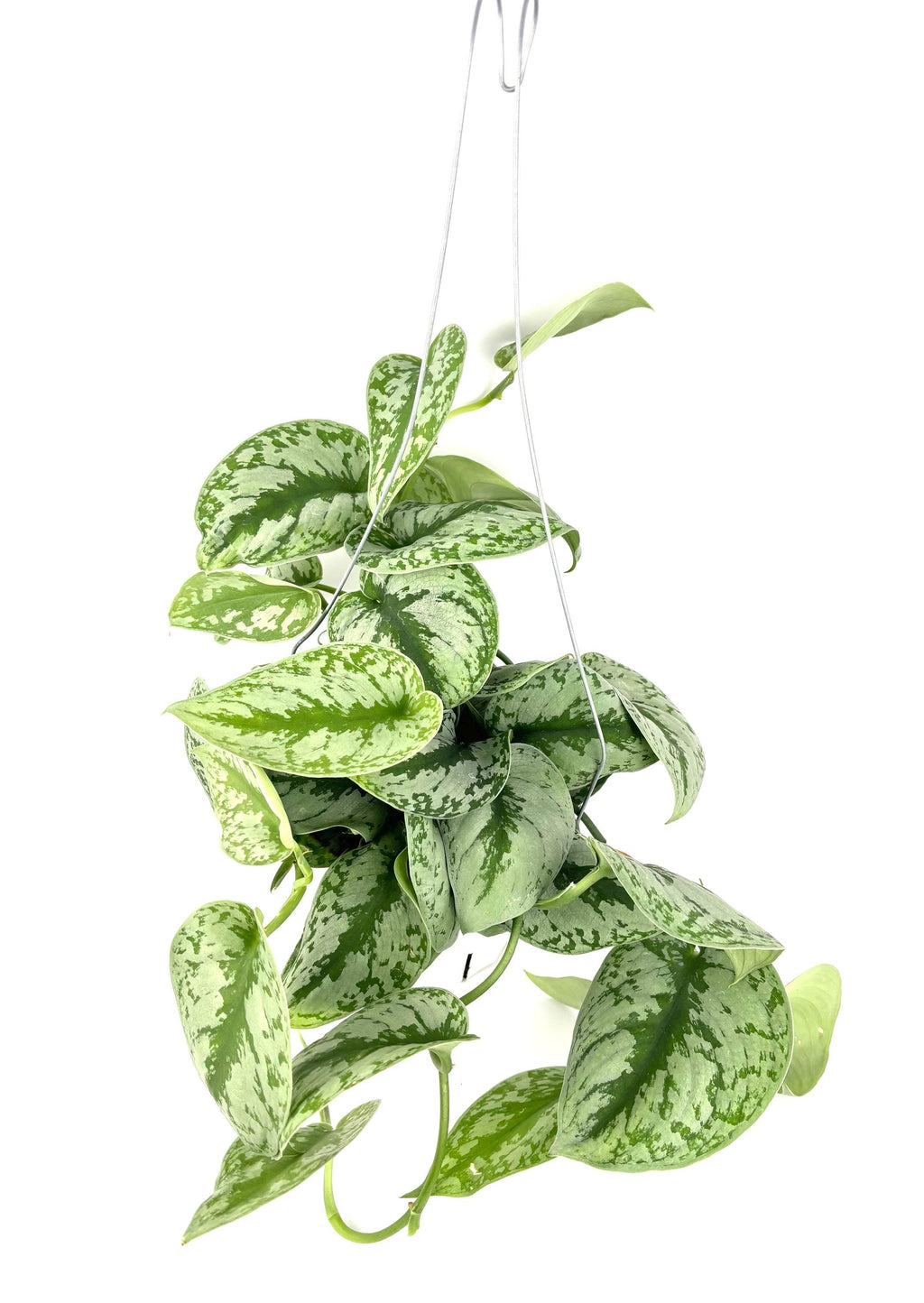 silver splash pothos with vining leaves on white background 