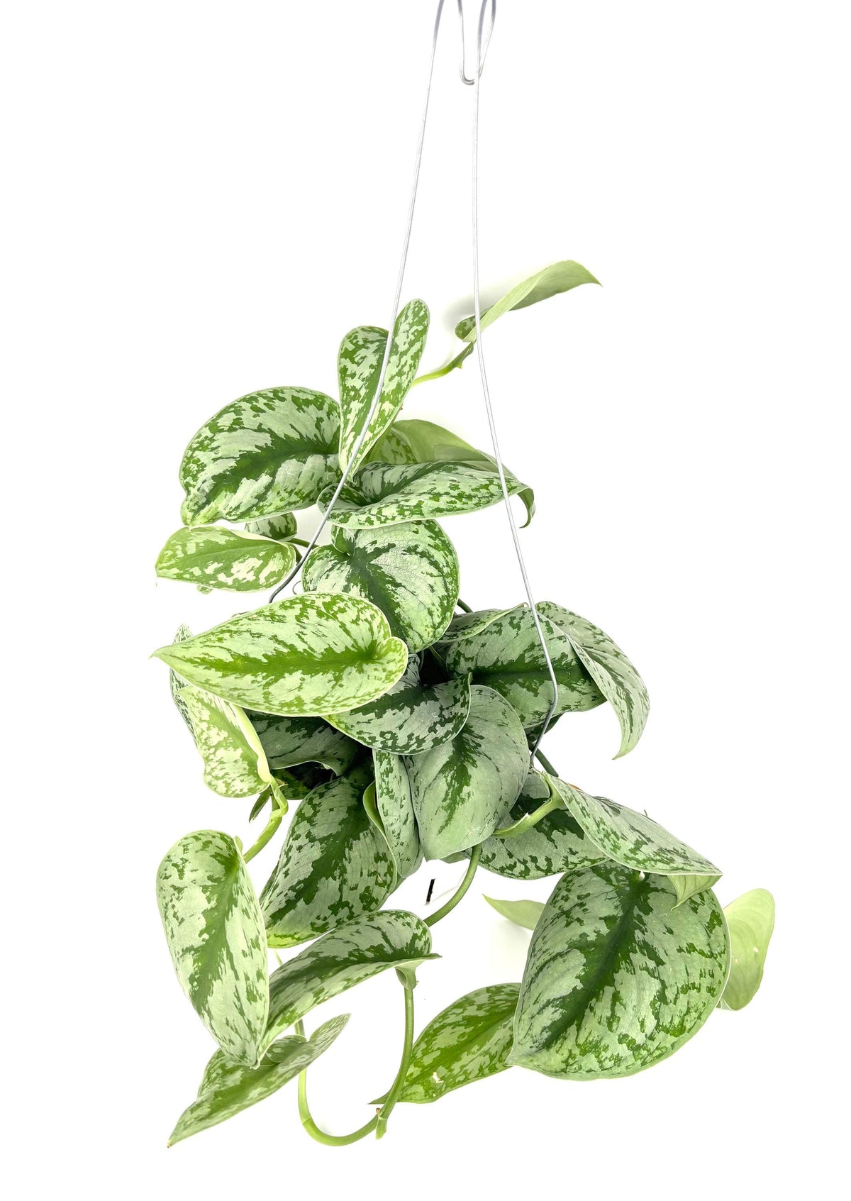 silver splash pothos with vining leaves on white background 