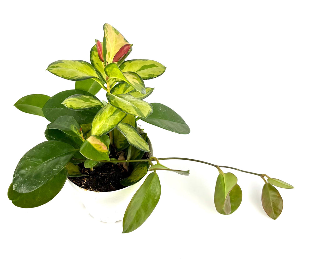Potted plant with green leaves on a white background