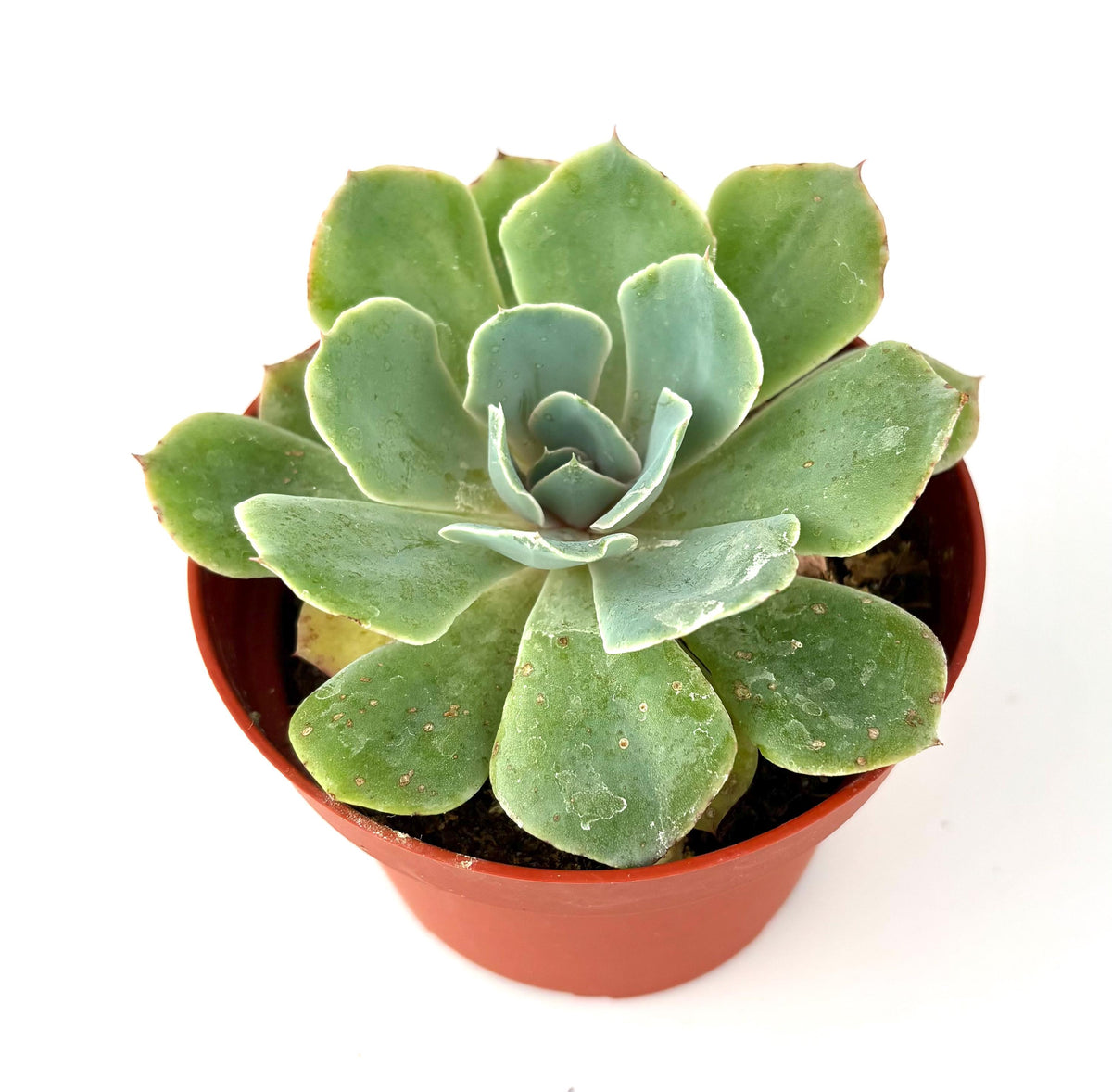 Echeveria glauca Blue Rose original listing reference photo
