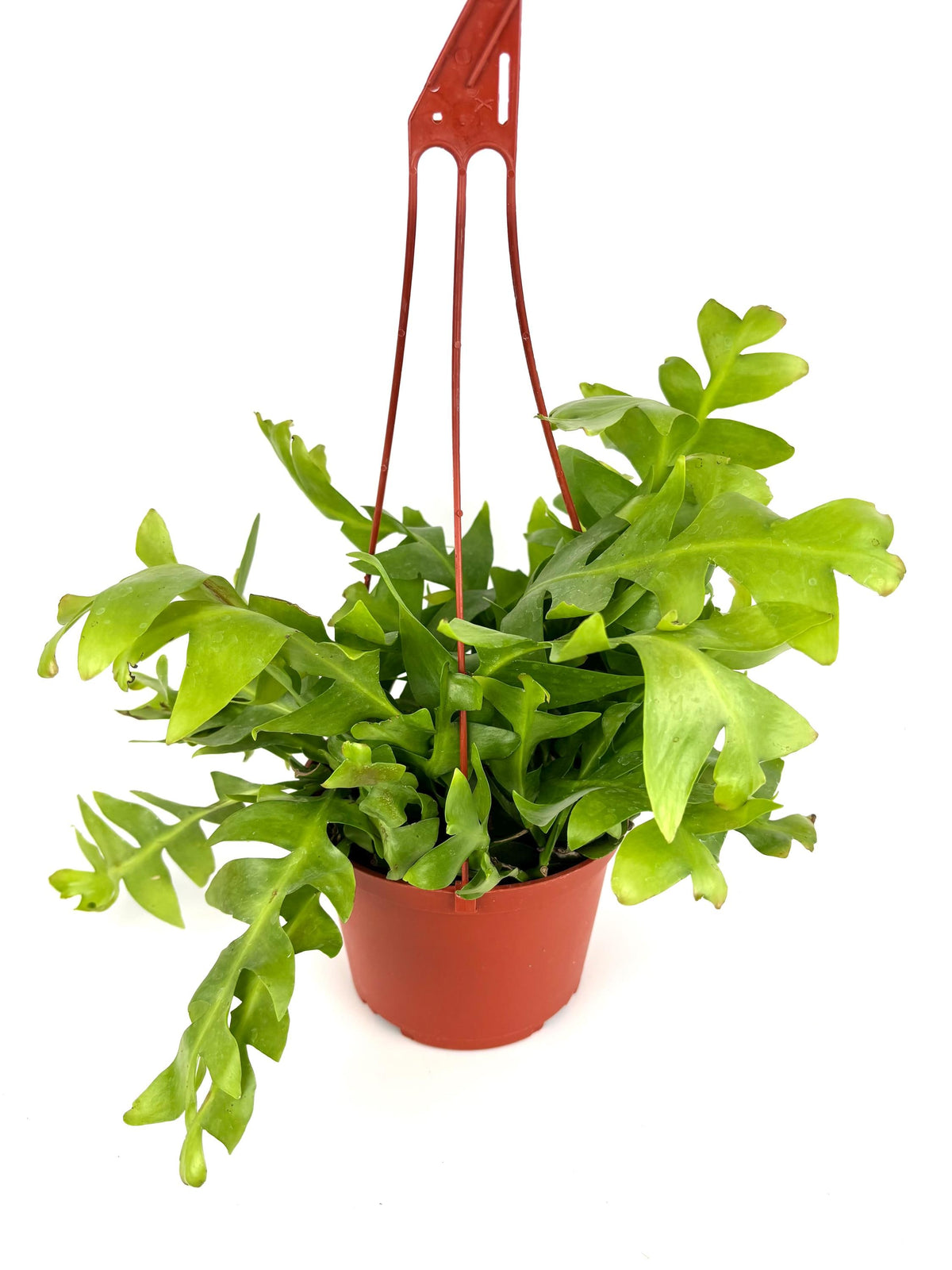 Shark Tooth Orchid Cactus, 6-Inch Hanging Pot