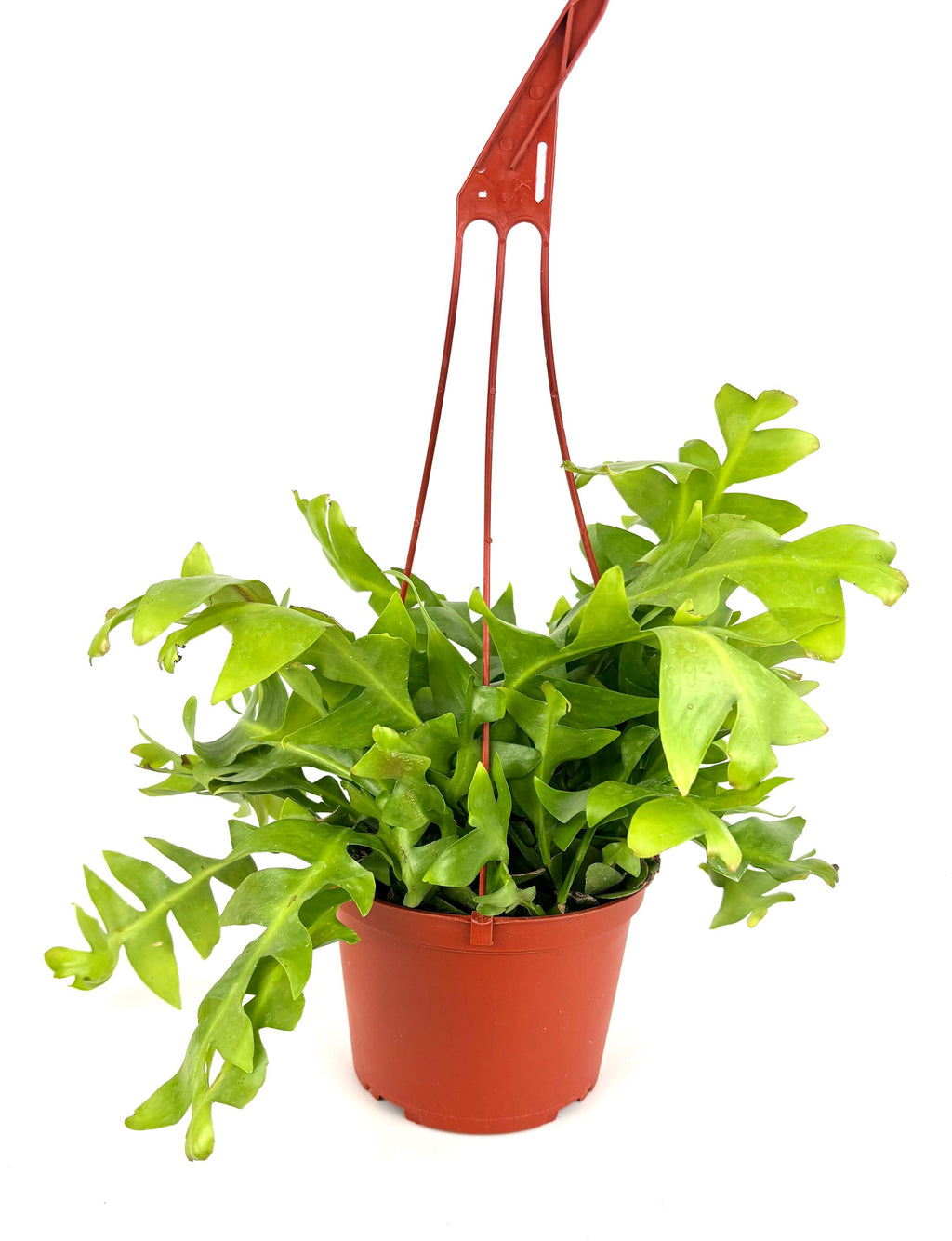 Shark Tooth Orchid Cactus, 6-Inch Hanging Pot