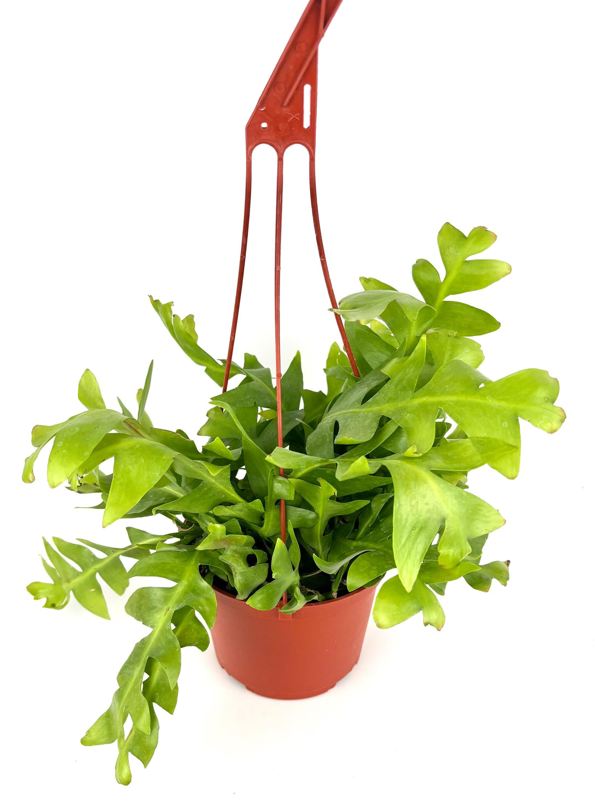 Shark Tooth Orchid Cactus, 6-Inch Hanging Pot