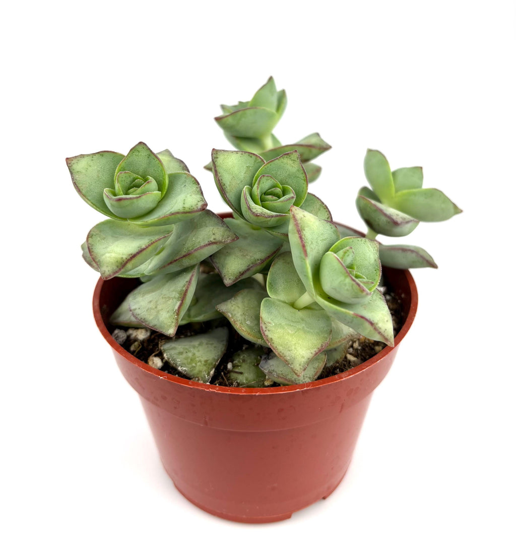 Potted string of buttons succulent plant on a white background