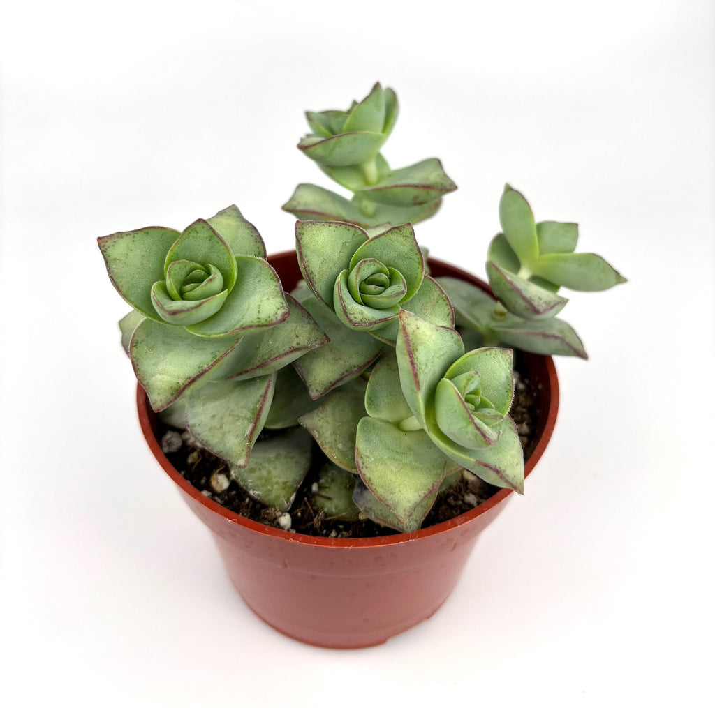 Potted crassula succulent plant on a white background