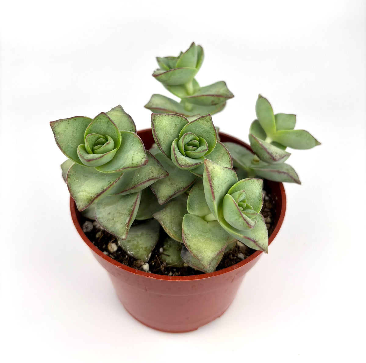 Potted crassula succulent plant on a white background