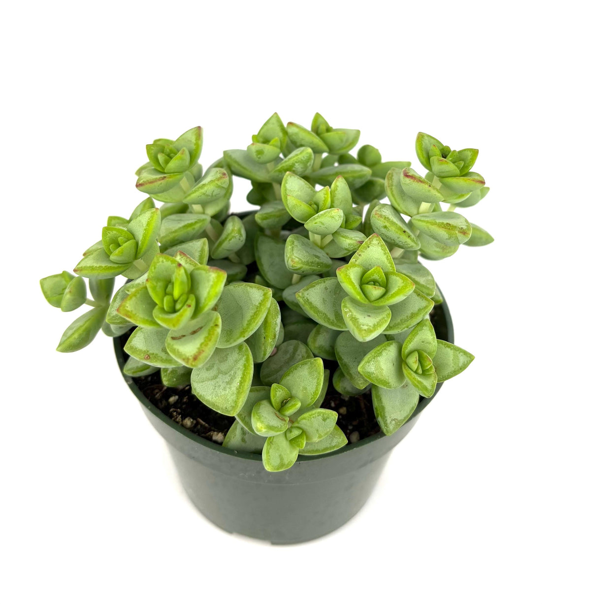 Potted crassula succulent plant on a white background