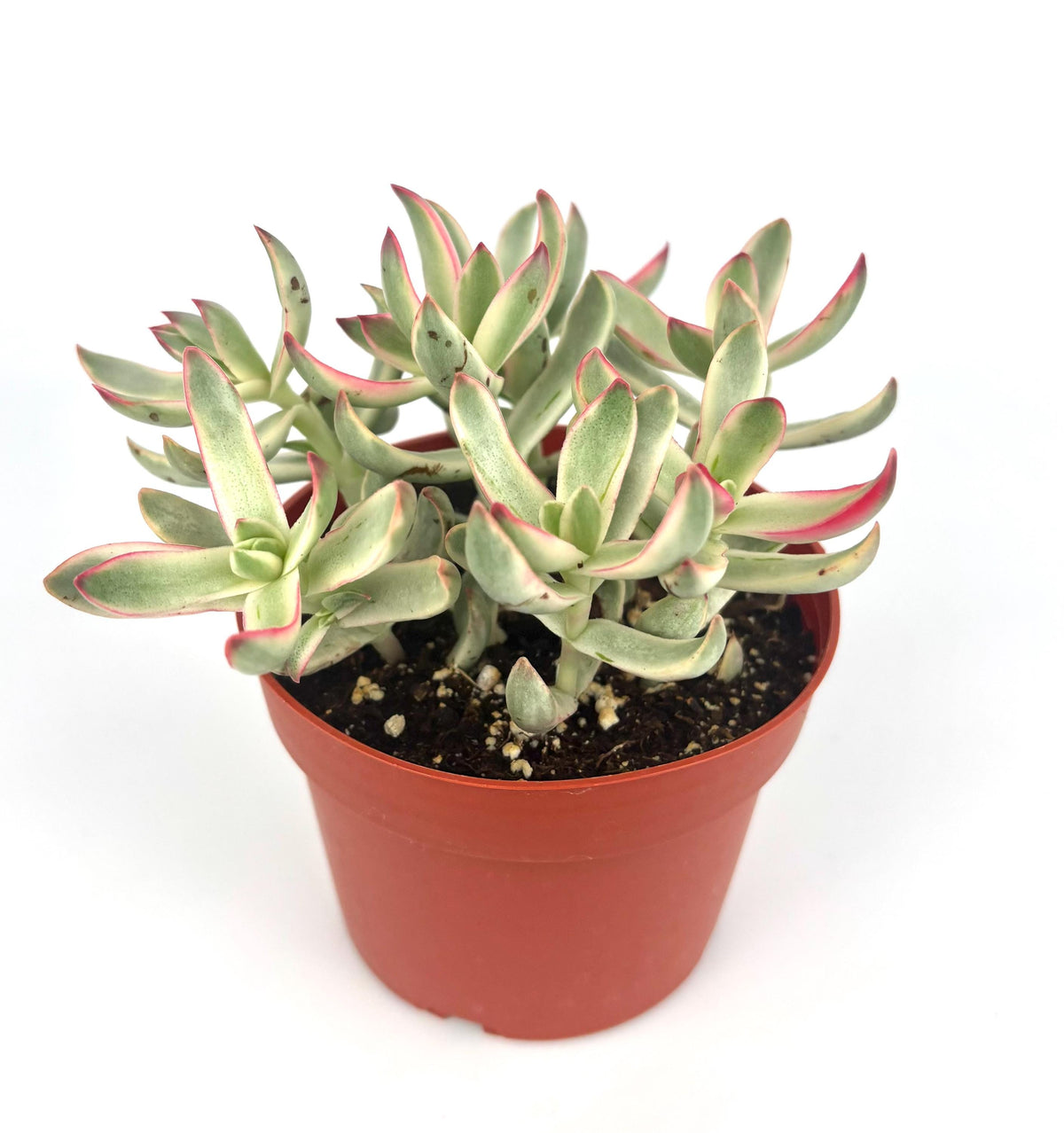 Potted Crassula Candy Cane succulent plant with green leaves and red edges on a white background