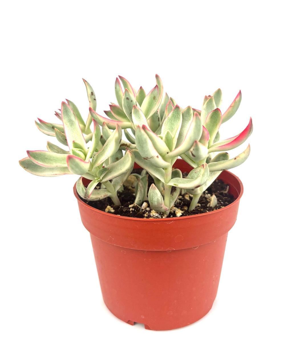 Potted Crassula Candy Cane succulent plant with red edges on a white background