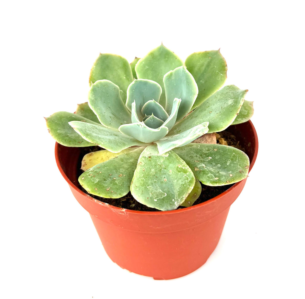 Echeveria glauca Blue Rose original listing reference photo