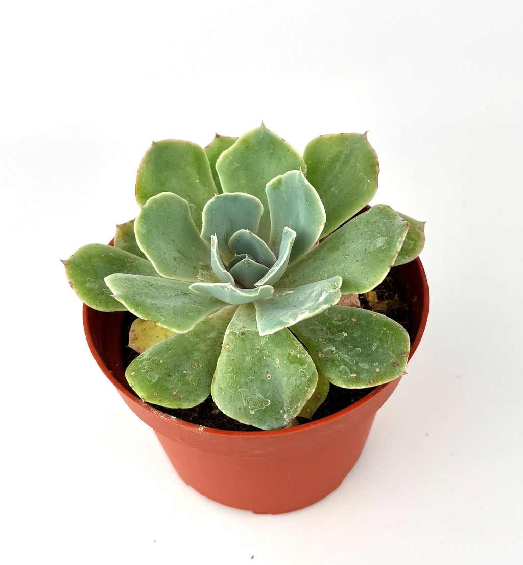 Echeveria glauca Blue Rose original listing reference photo