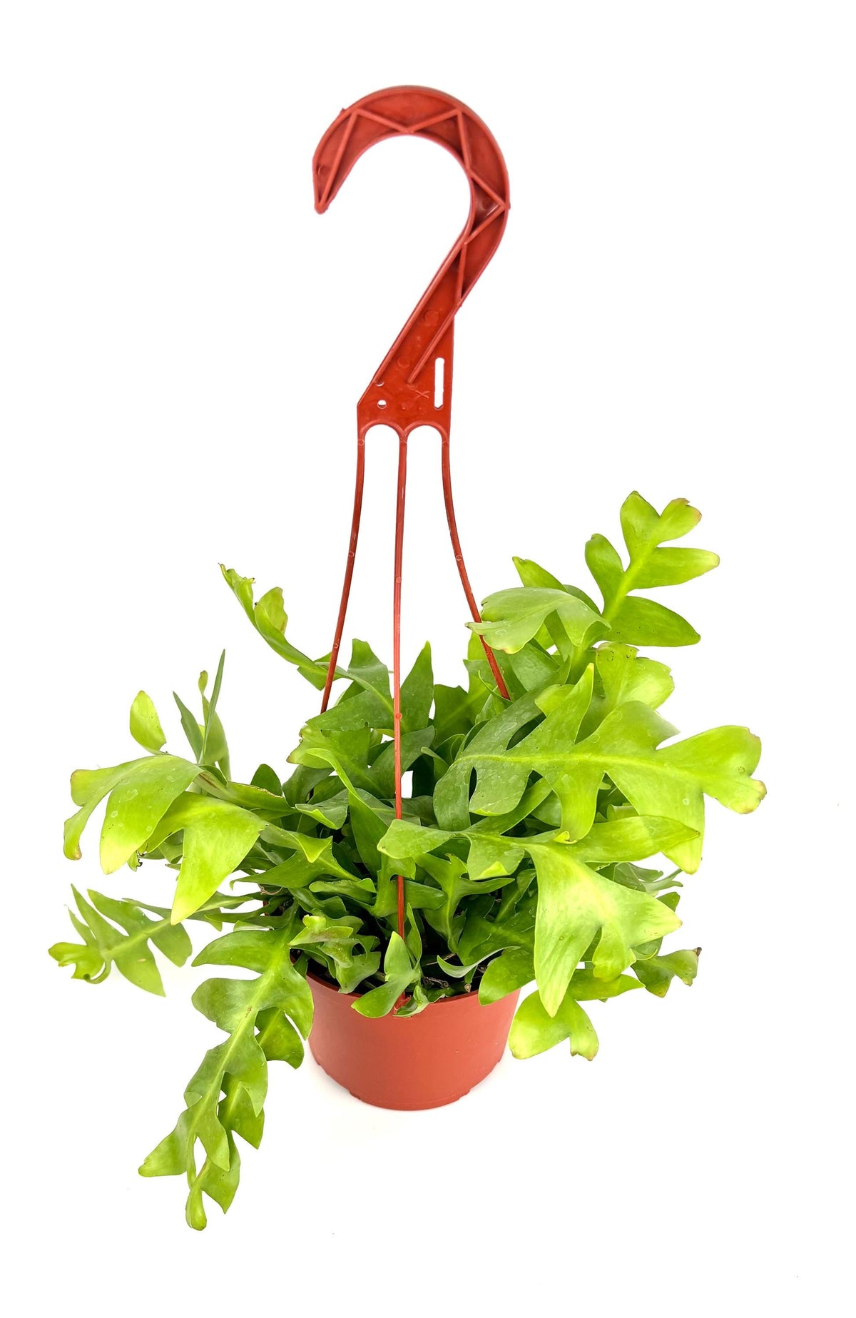 Shark Tooth Orchid Cactus, 6-Inch Hanging Pot