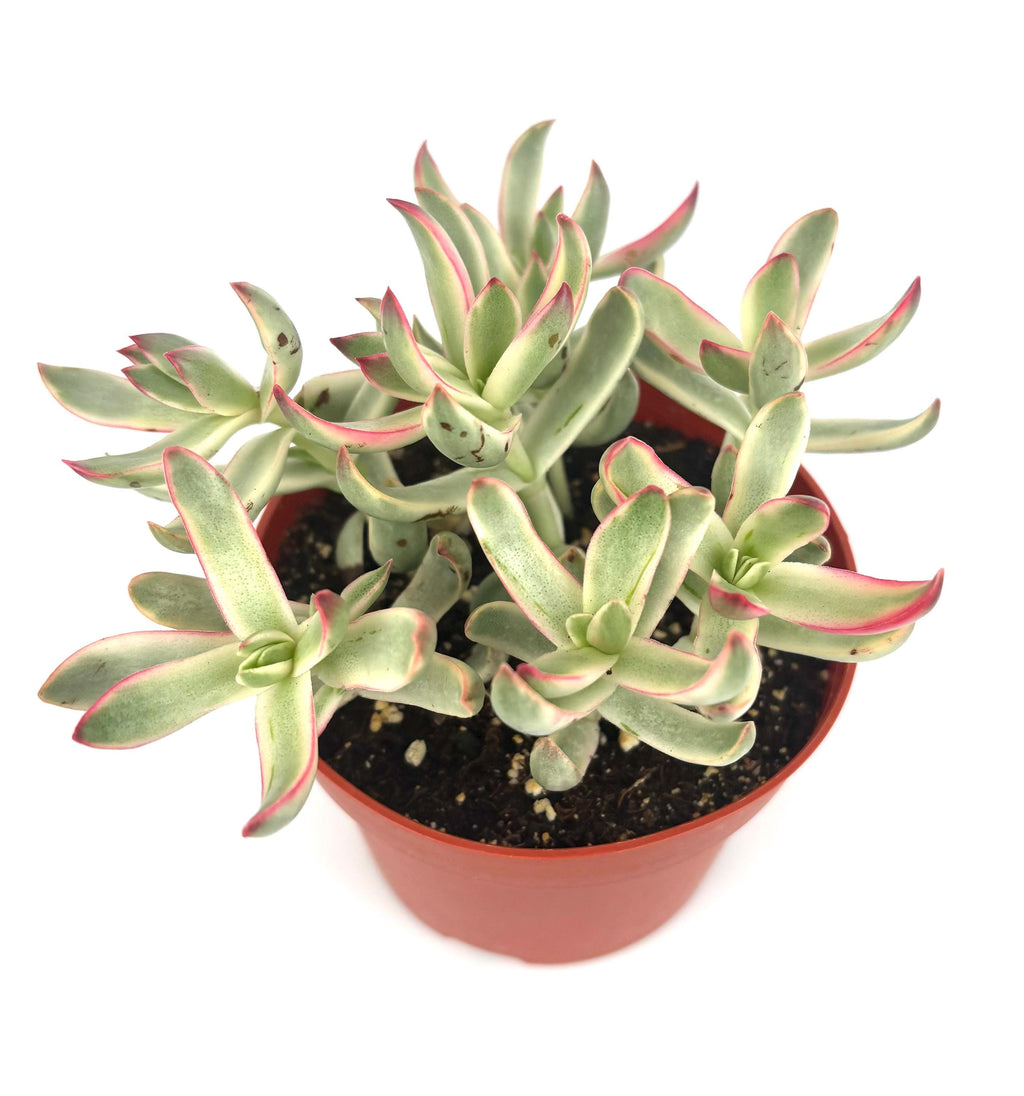 Potted Crassula Candy Cane succulent plant with green and pink leaves on a white background