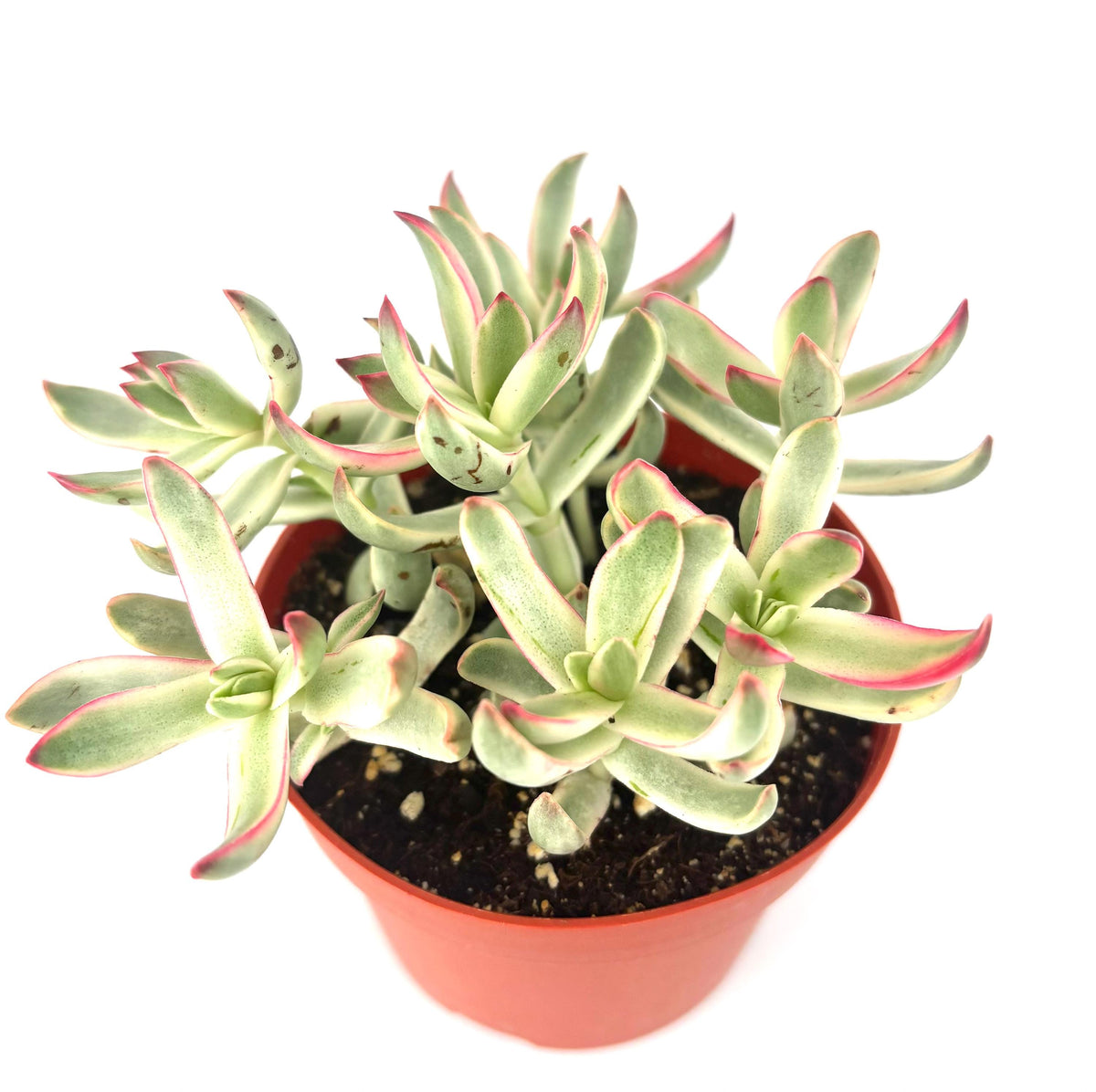 Potted Crassula Candy Cane succulent plant with green leaves and red edges on a white background