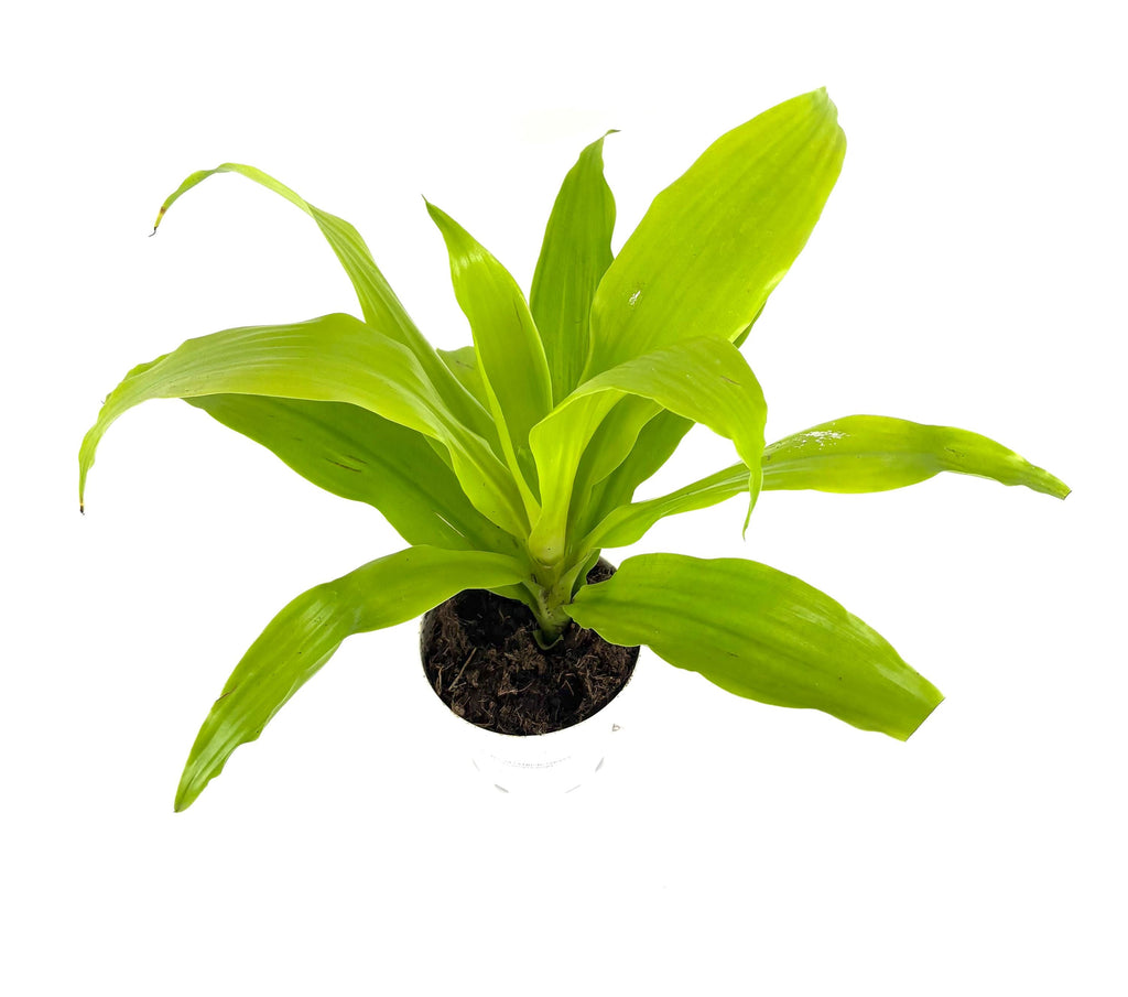 Green dracaena limelight potted plant on a white background