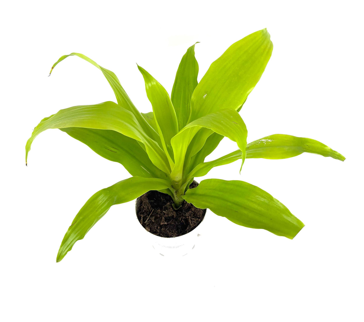 Green dracaena limelight potted plant on a white background