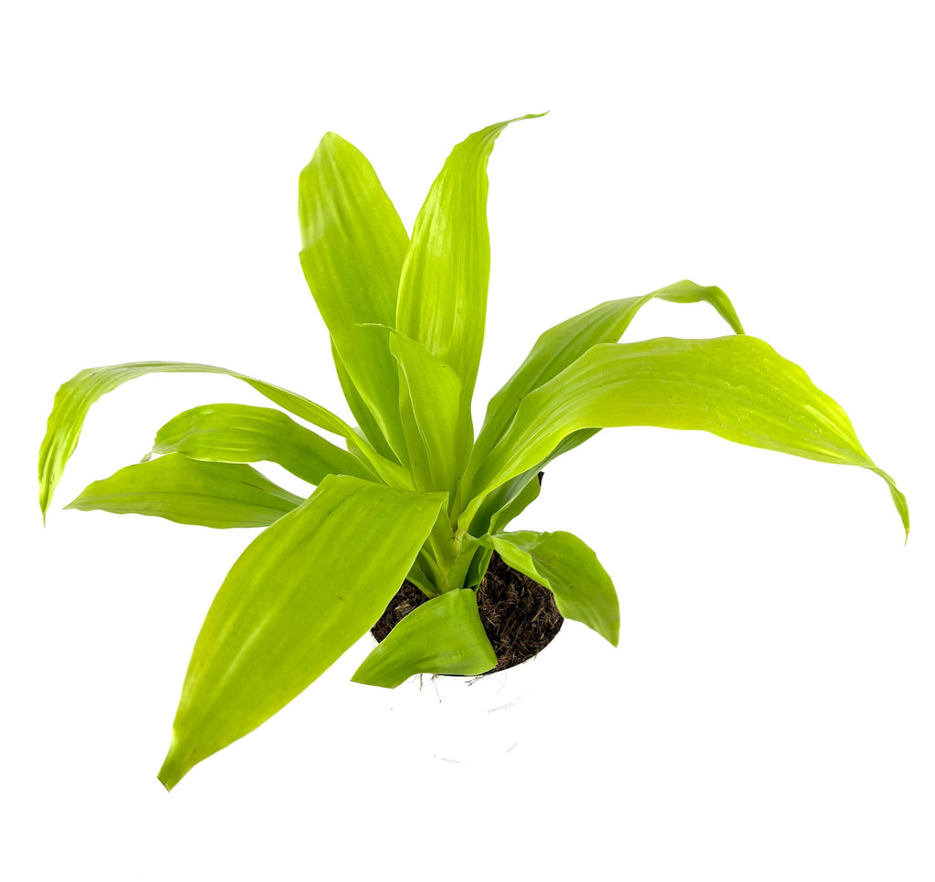 dracaea limelight potted plant on a white background