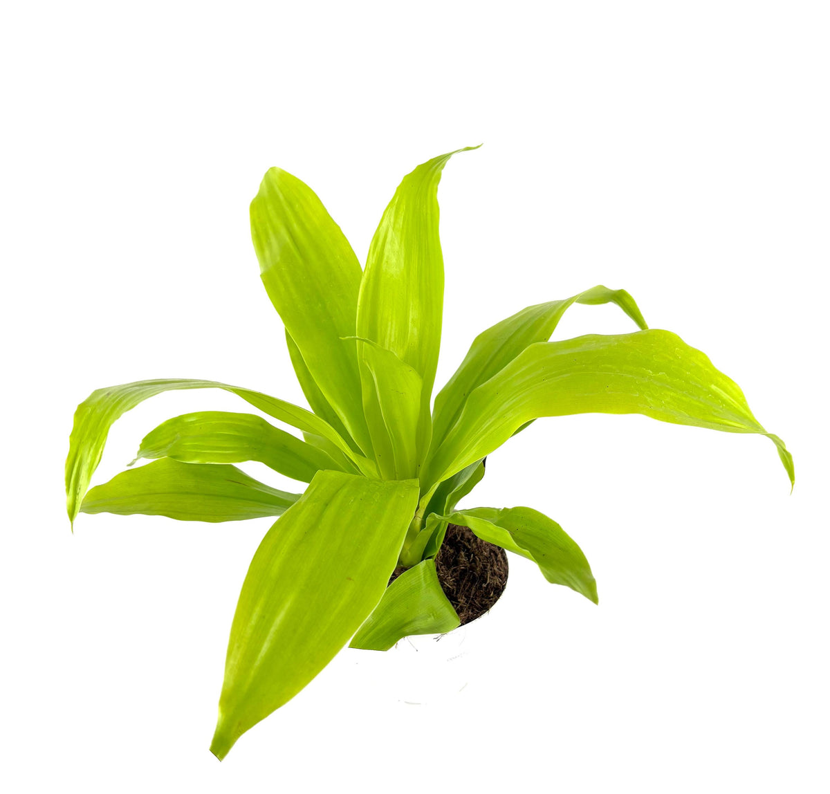 Bright yellow-Green dracaena potted plant on a white background