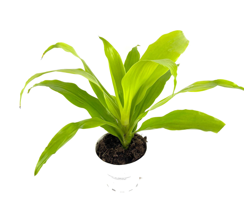 Potted plant with green leaves on a white background
