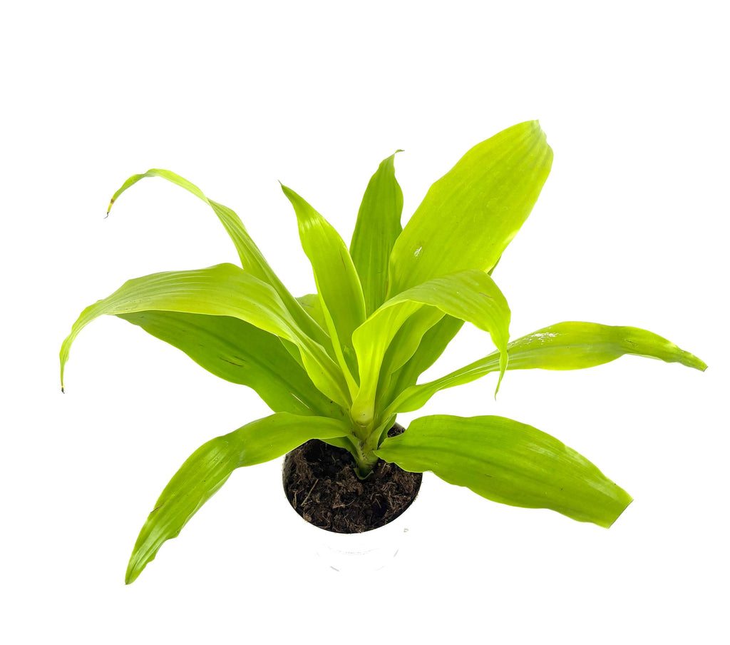 Green potted plant on a white background