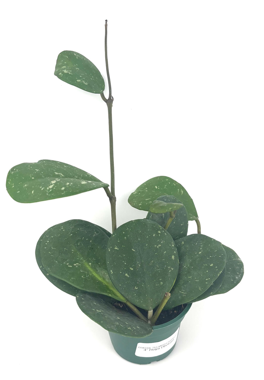 Hoya obovata, 4-Inch Pot