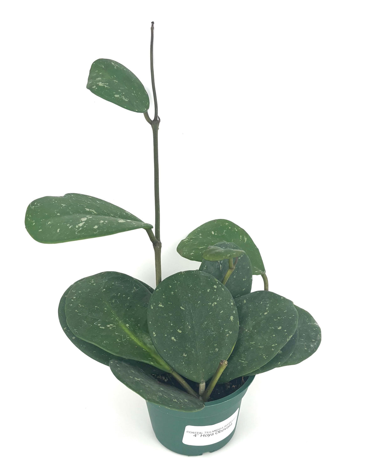 Hoya obovata, 4-Inch Pot