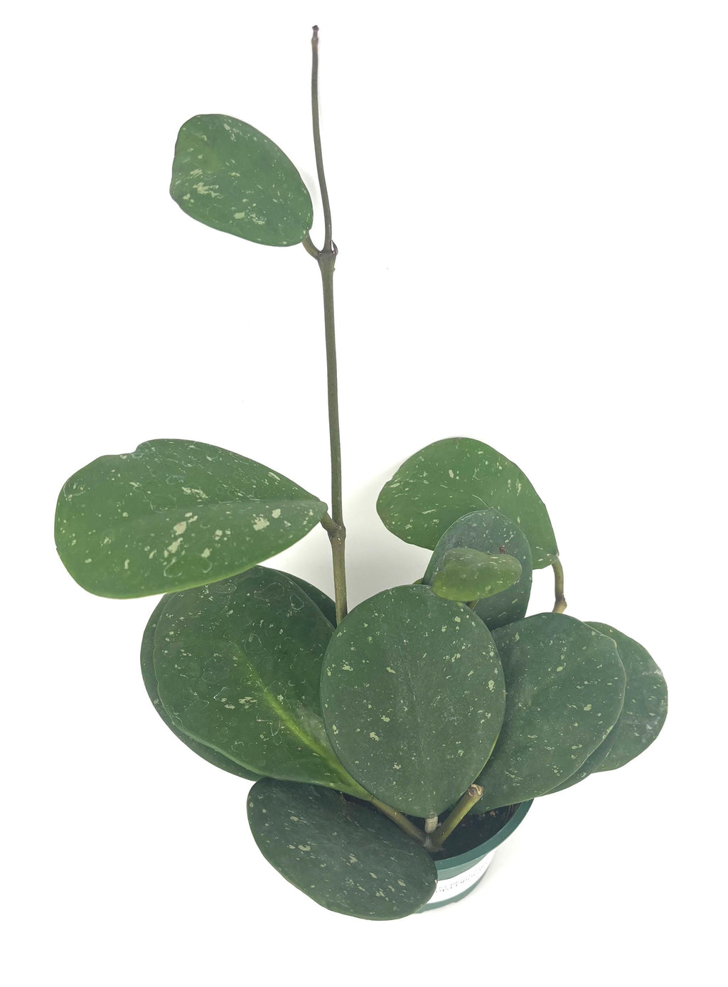 Hoya obovata, 4-Inch Pot