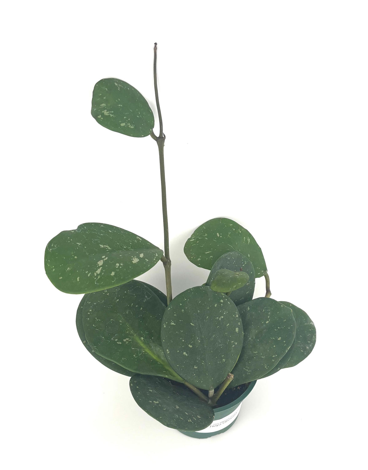 Hoya obovata, 4-Inch Pot