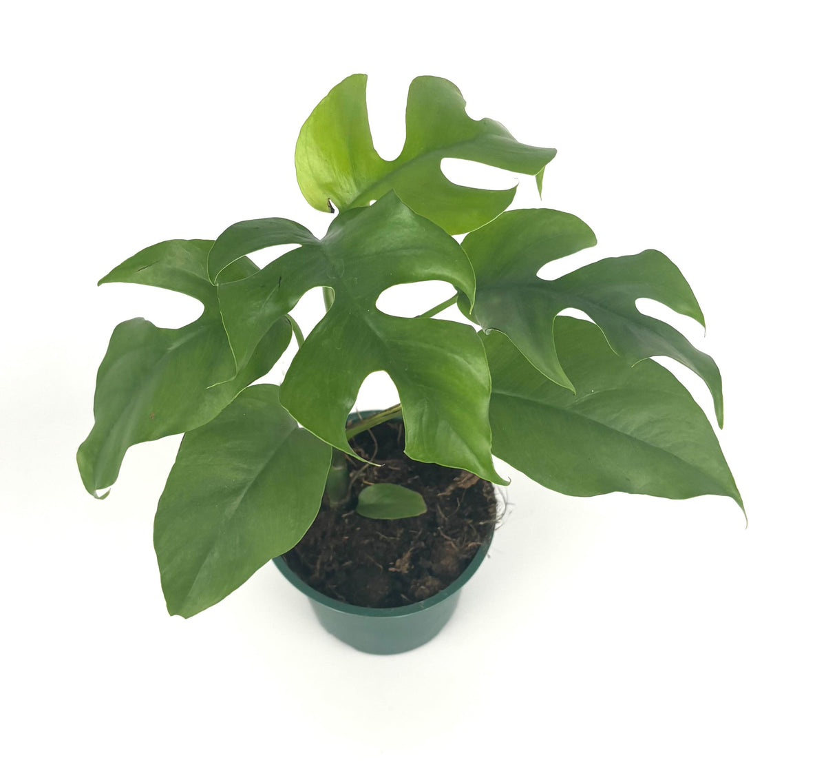 Mini Monstera Rhaphidophora tetrasperma, 4-Inch Pot