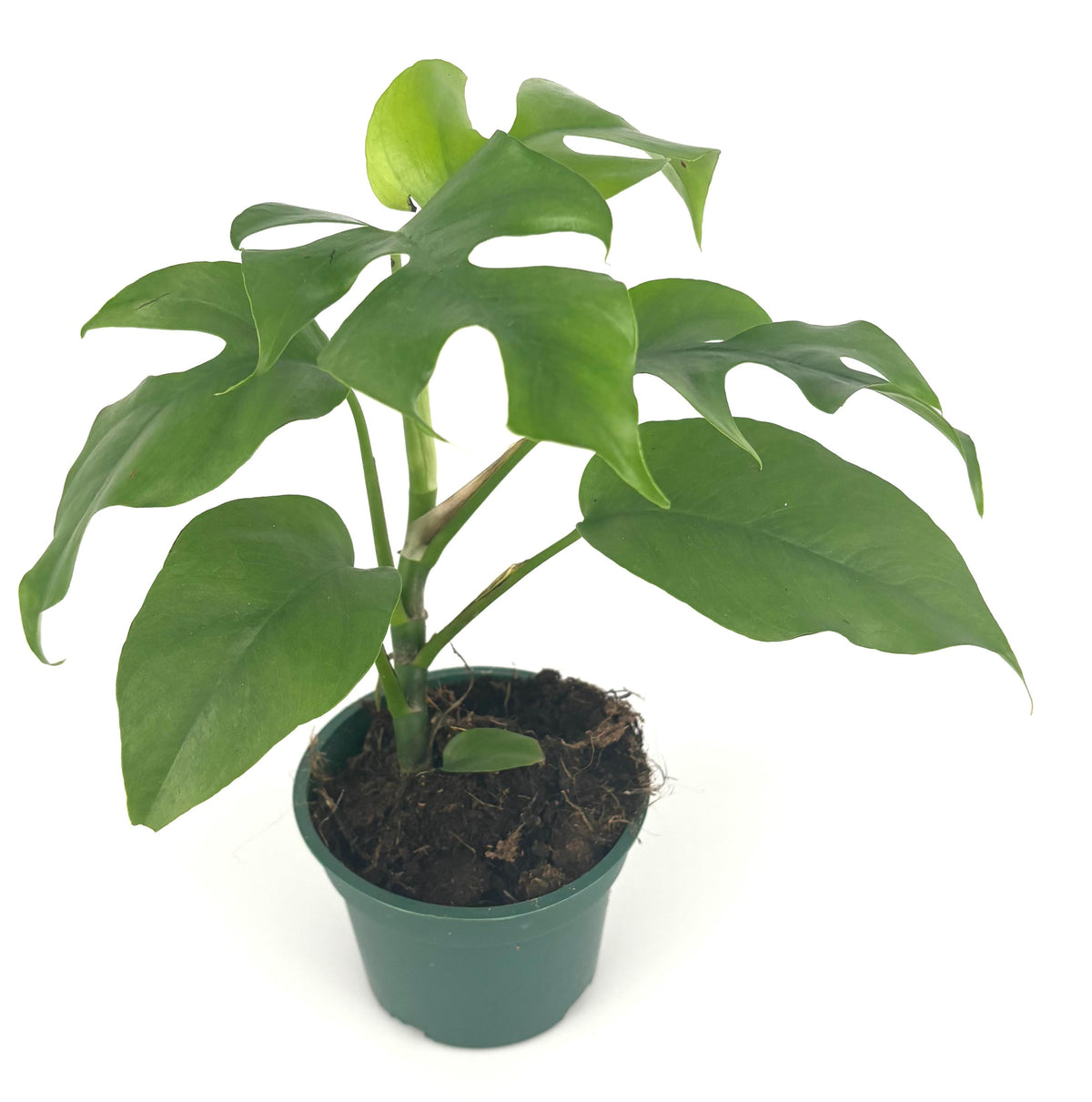 Mini Monstera Rhaphidophora tetrasperma, 4-Inch Pot