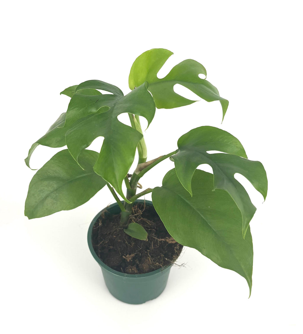 Mini Monstera Rhaphidophora tetrasperma, 4-Inch Pot