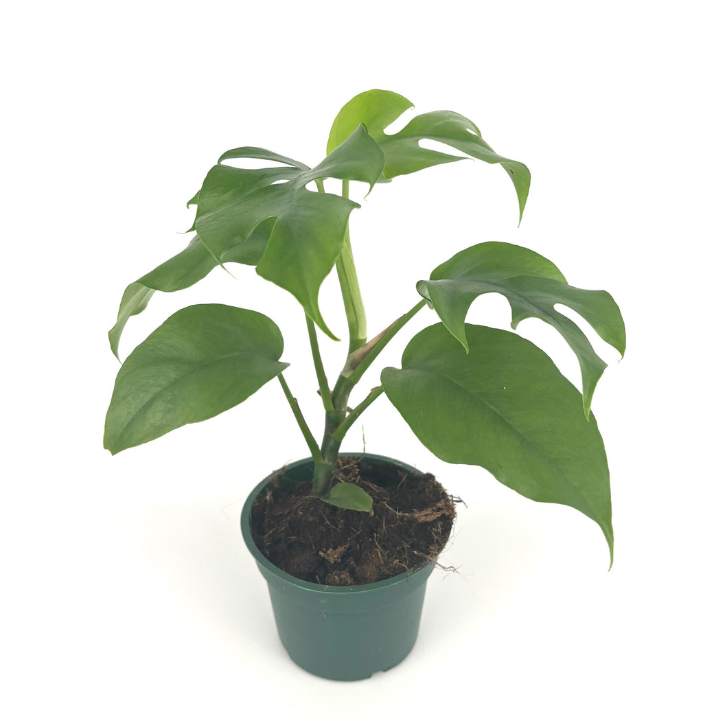 Mini Monstera Rhaphidophora tetrasperma, 4-Inch Pot