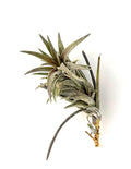 Tillandsia Neglecta Purple Form Rare Air Plants