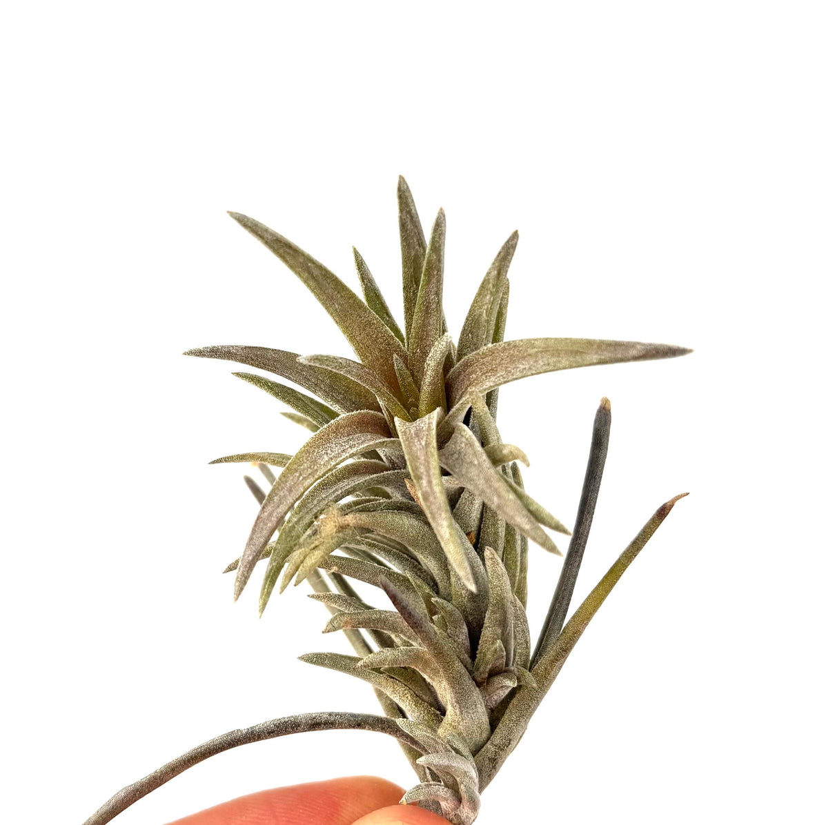 Tillandsia Neglecta Purple Form Rare Air Plants
