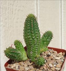 Corn Cob Euphorbia (Euphorbia mammillaris), 4-Inch Pot