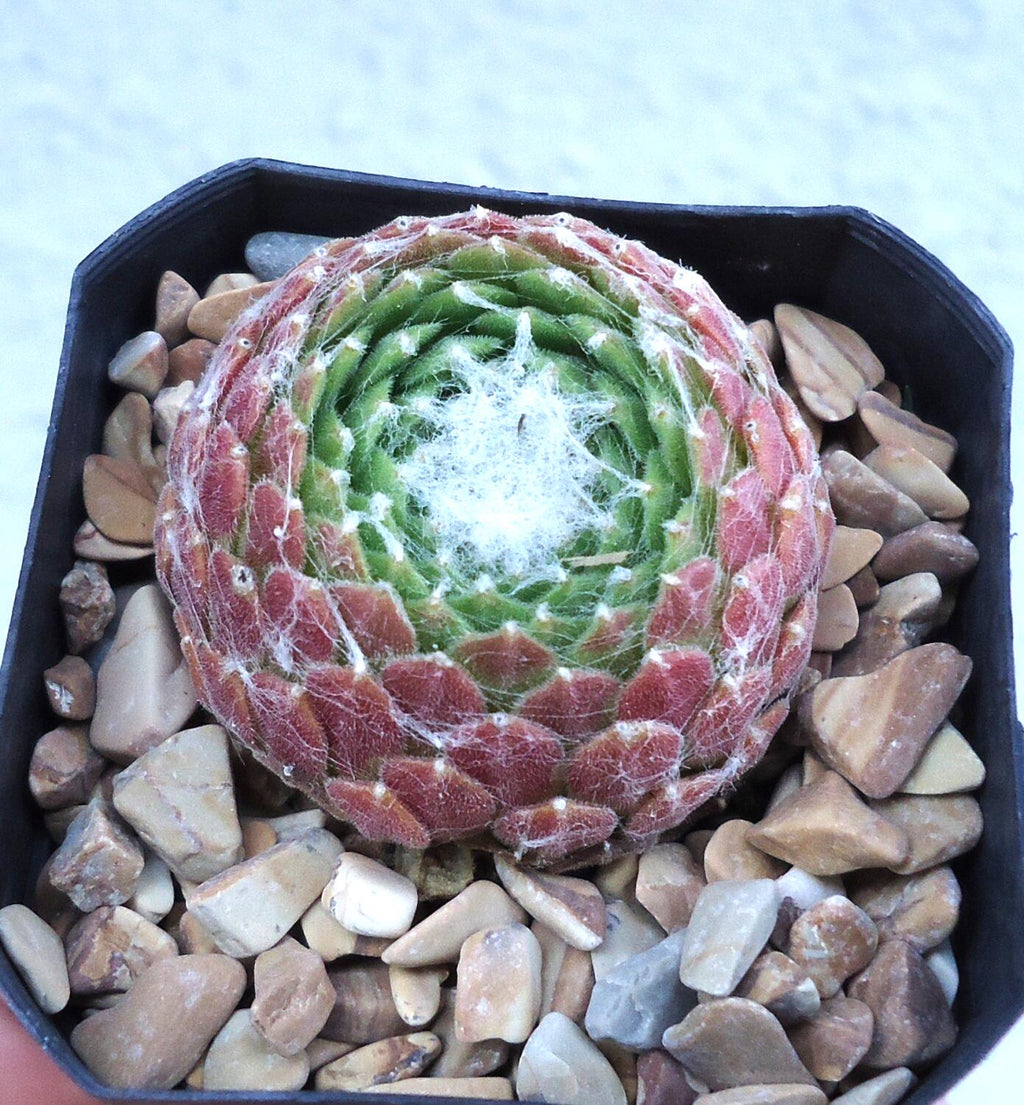 A close-up of a succulent plant with green and reddish-pink leaves arranged in a spiral, sitting in a black planter filled with small tan and gray pebbles.