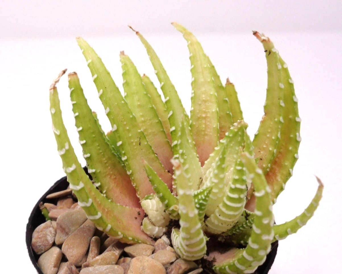 Spiky green plant with white stripes in a pot on a light pink background