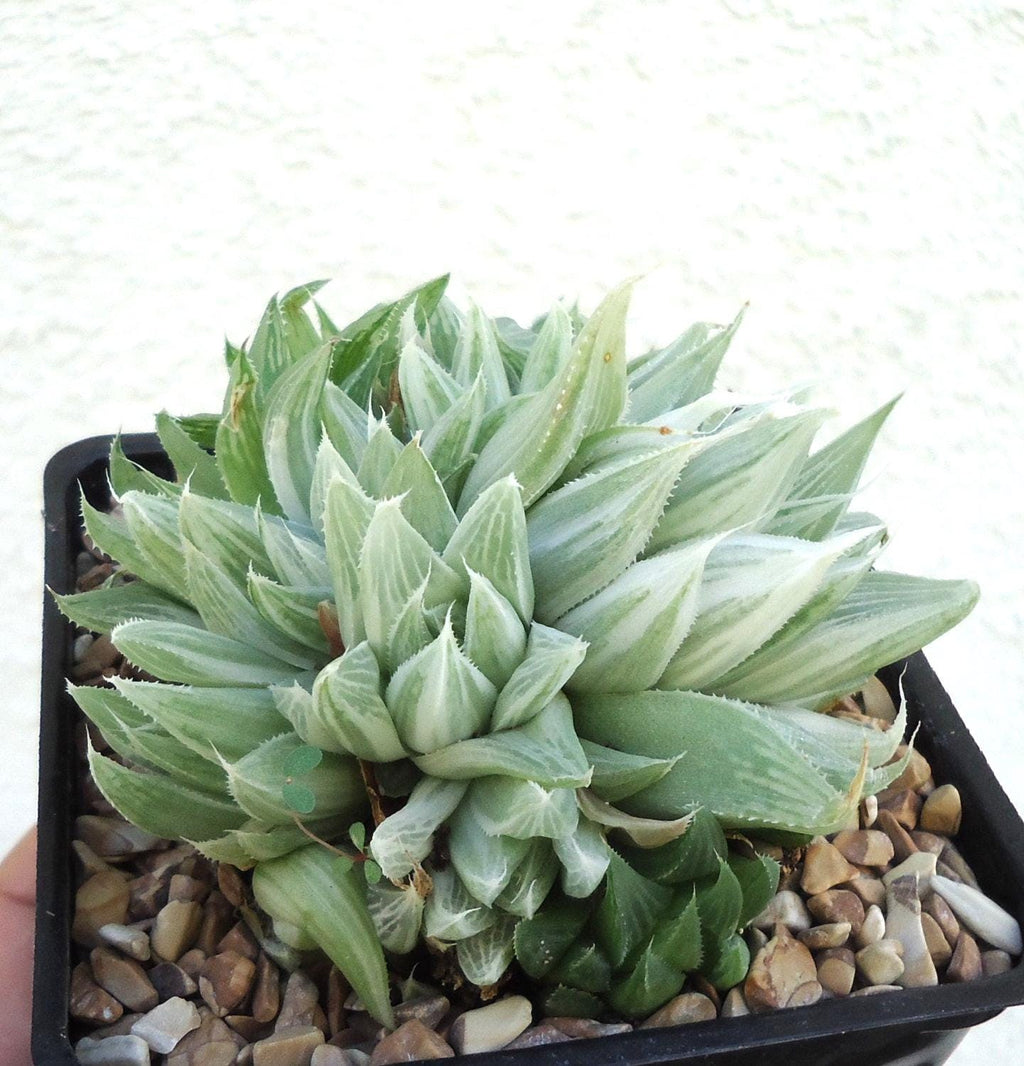 Green White Ghost Haworthia succulent plant in a pot with pebbles on a light background