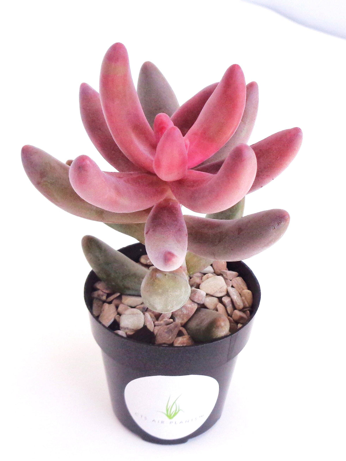 Pachysedum Ganzhou pink color