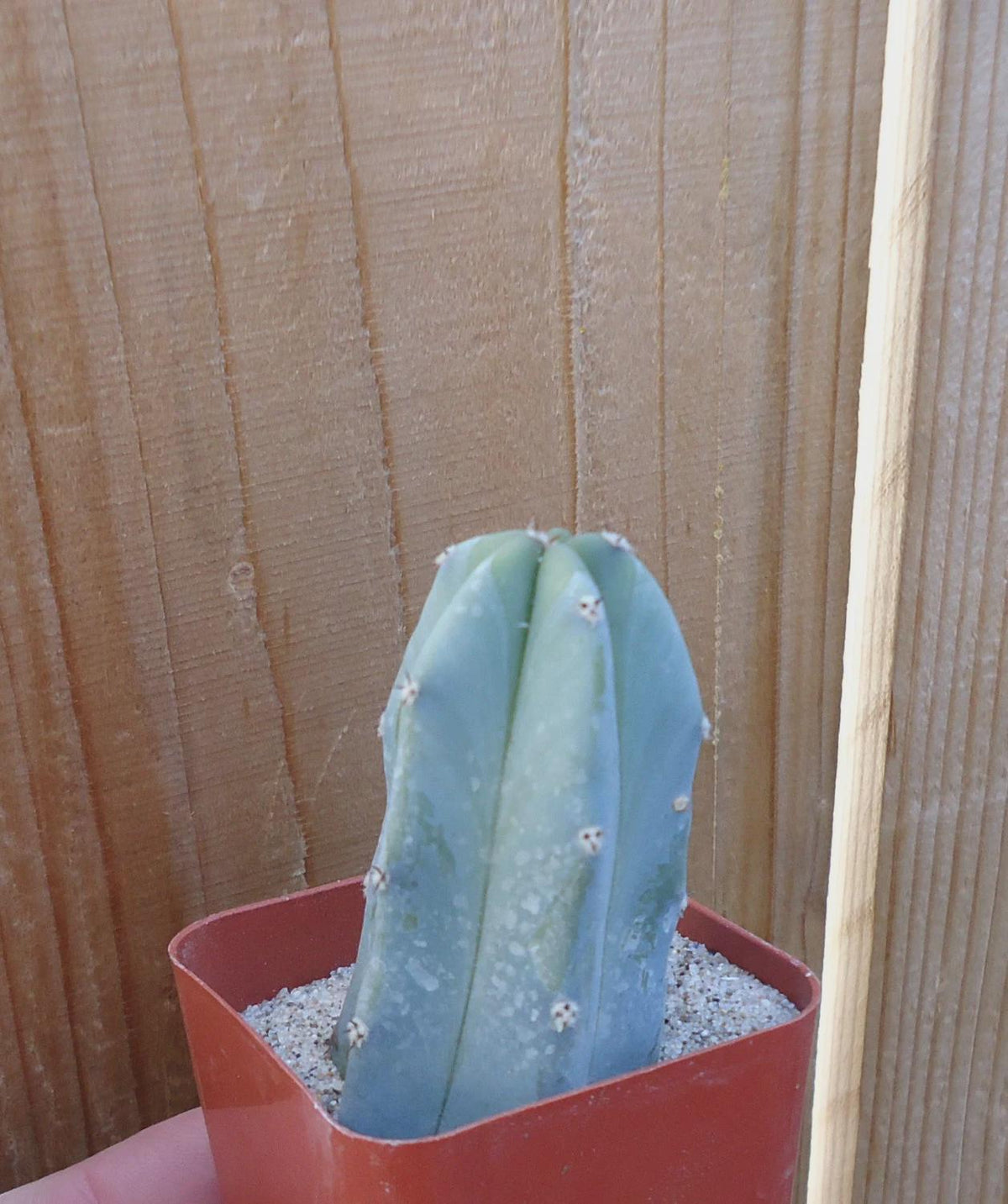 Blue Candle Cactus (Myrtillocactus geometrizans), 2-Inch Pot