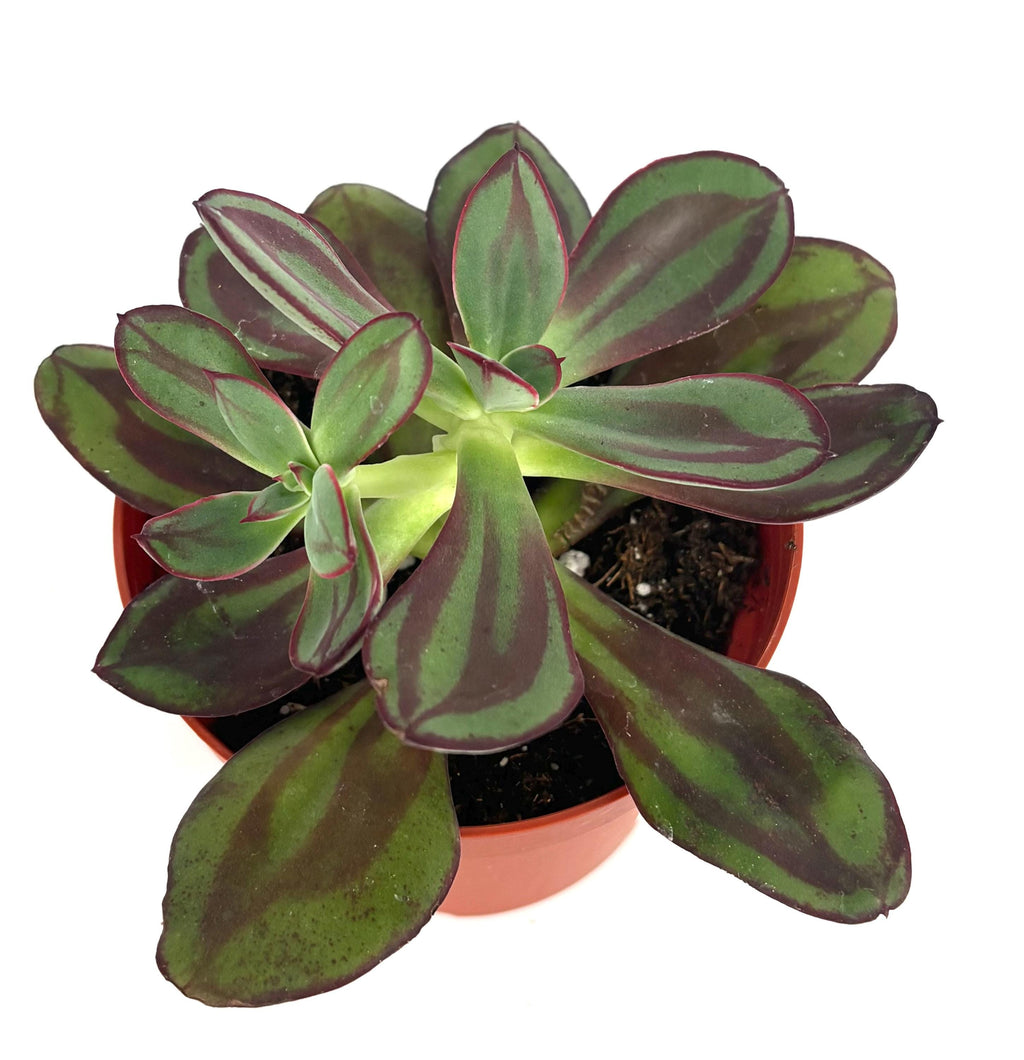 Potted echeveria nodulosa succulent plant with green and purple leaves on a white background