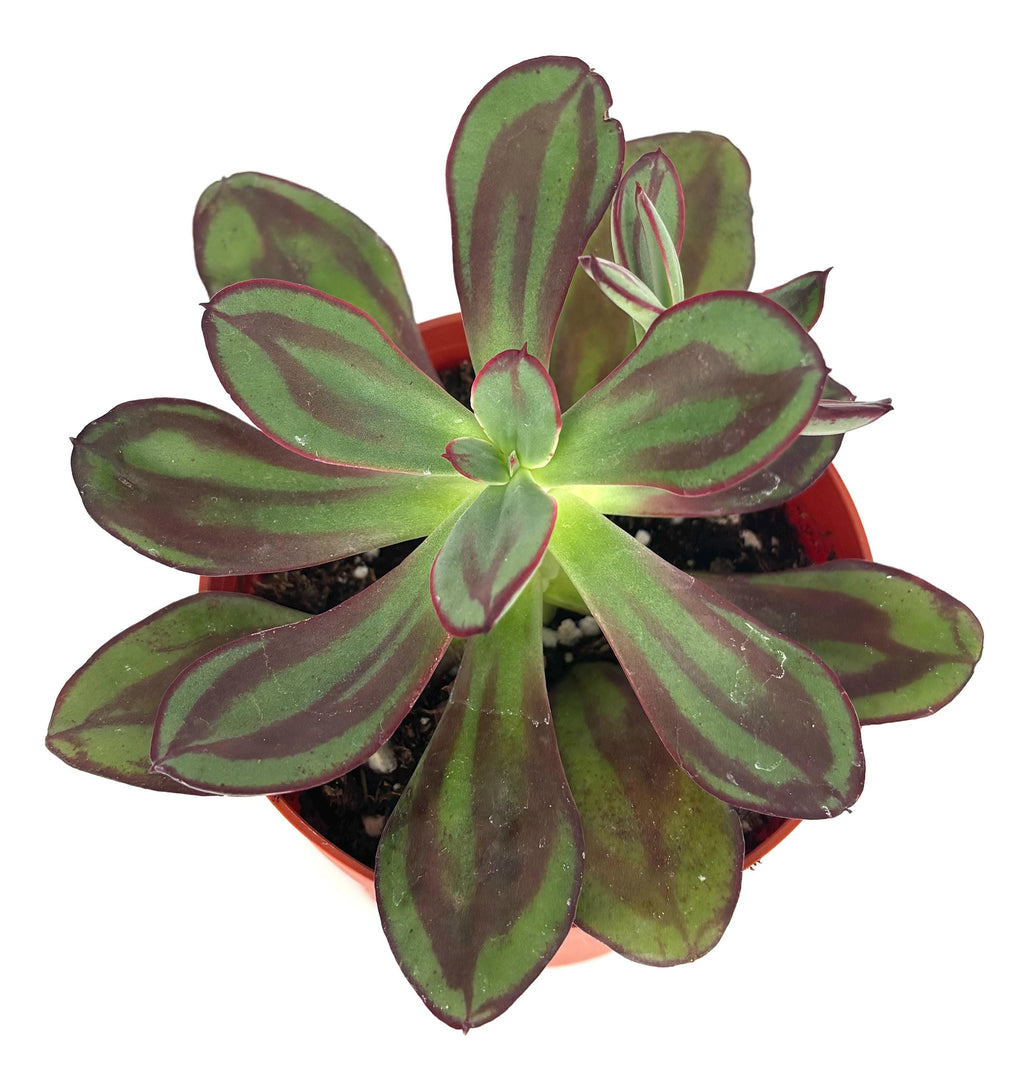 Potted echeveria nodulosa succulent plant with green and purple leaves on a white background