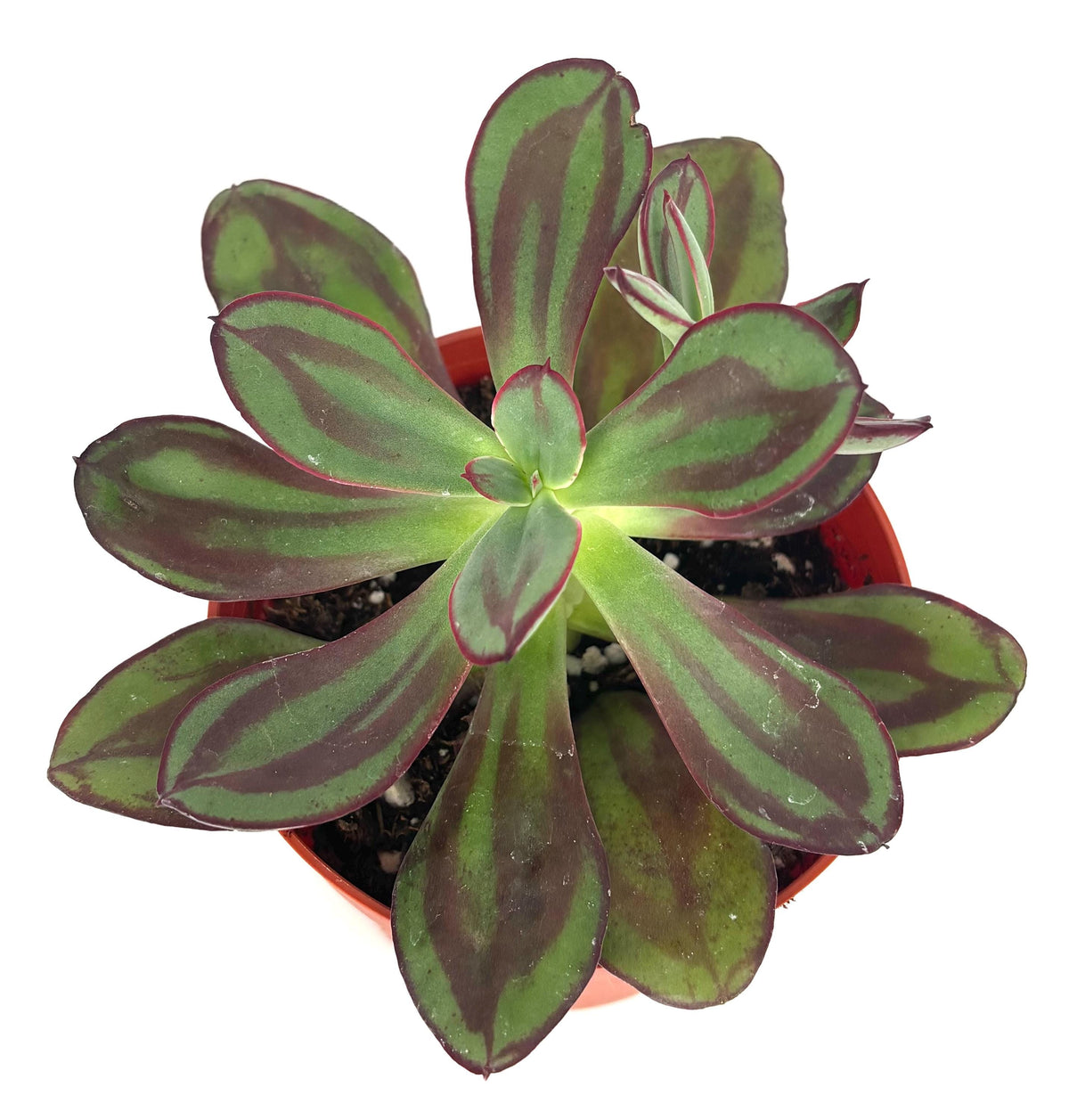 Potted echeveria nodulosa succulent plant with green and purple leaves on a white background