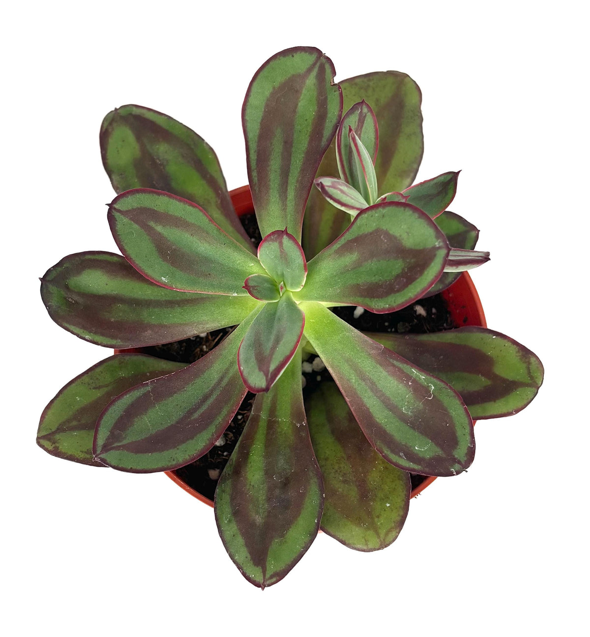 Echeveria nodulosa succulent plant with green and purple leaves on a white background