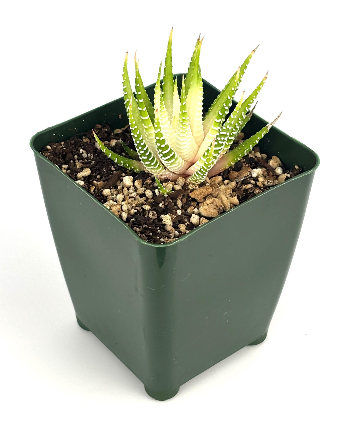 Variegated Zebra Haworthia in a green 4-inch pot, with pointed green leaves, cream variegation, and white bands on white background