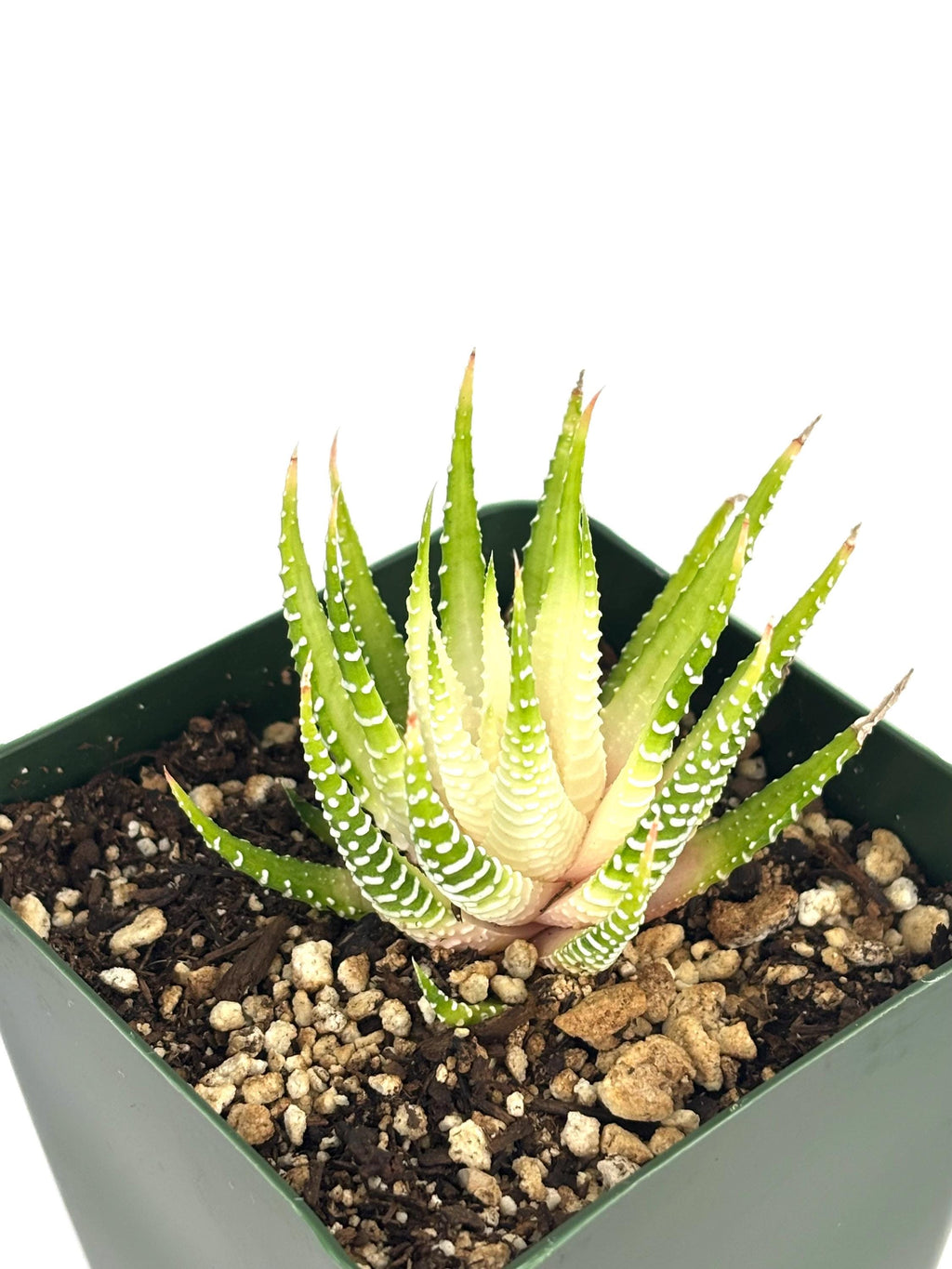 Close up Variegated Zebra Haworthia in a green 4-inch pot, with pointed green leaves, cream variegation, and white bands