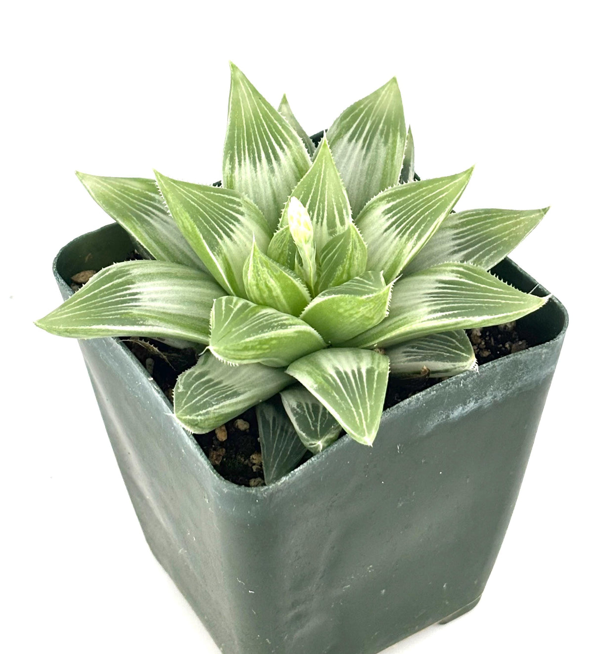 Potted haworthia succulent plant with striped leaves on a white background